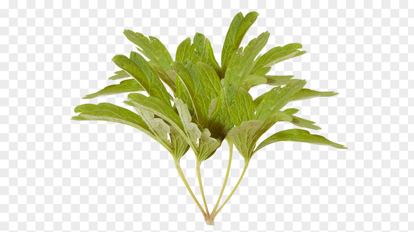 Leaf Vegetable Clip Art PNG