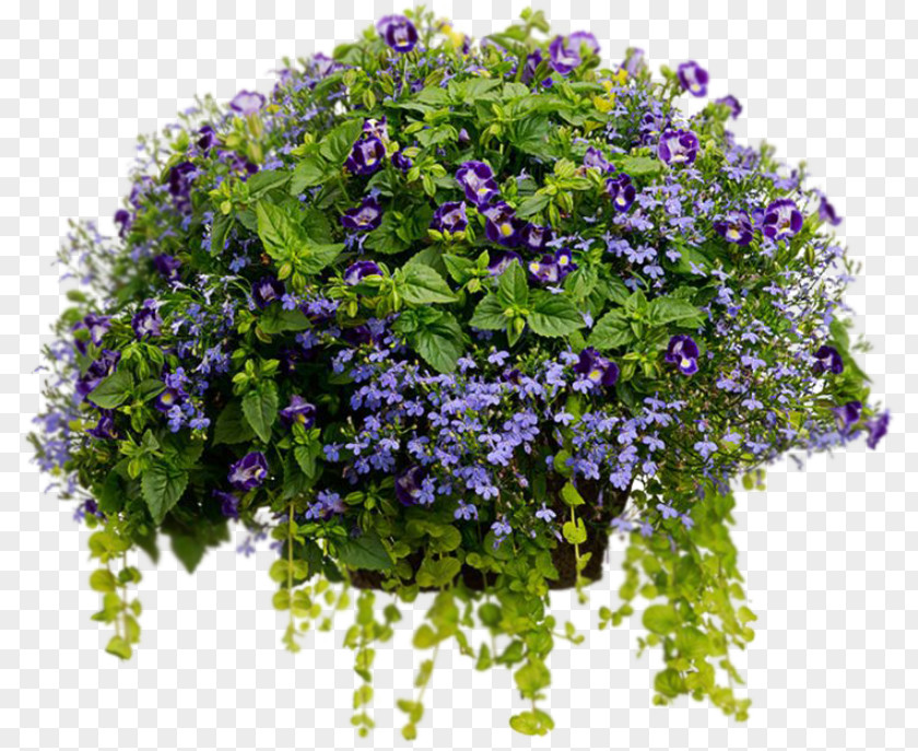 Plant Flowerpot Container Garden Hanging Basket Wishbone Flower PNG