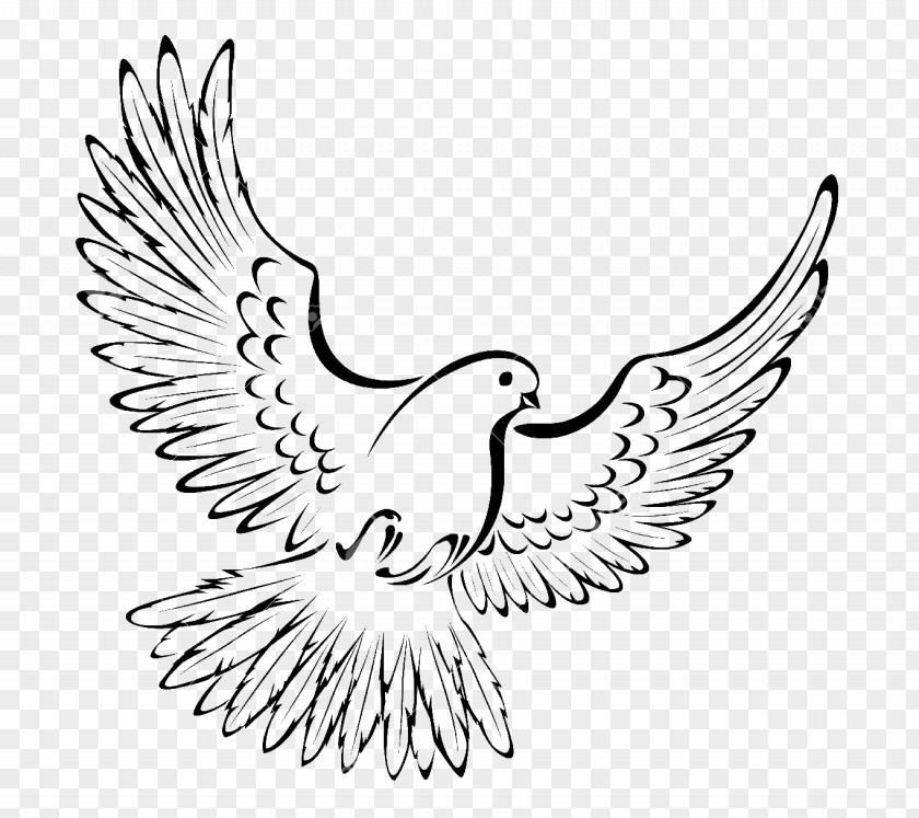 Bird Pigeons And Doves Vector Graphics Drawing Royalty-free PNG