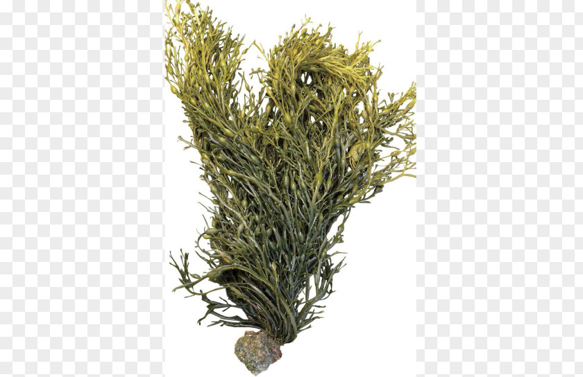 Bladder Wrack Seaweed Ascophyllum Nodosum Fucus Gardneri Algae PNG