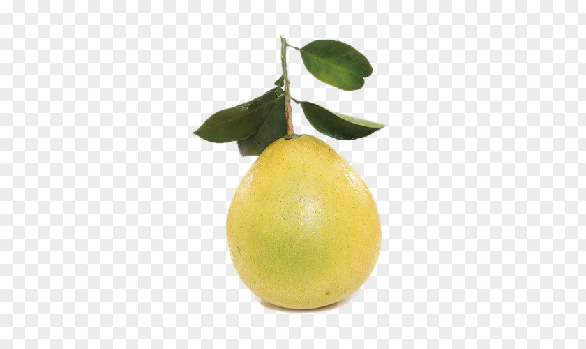 Grapefruit Citron Pomelo Lemon Key Lime Persian PNG