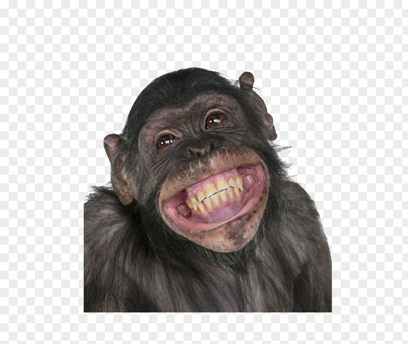 Happy Gorilla Chimpanzee Primate Monkey Circus PNG