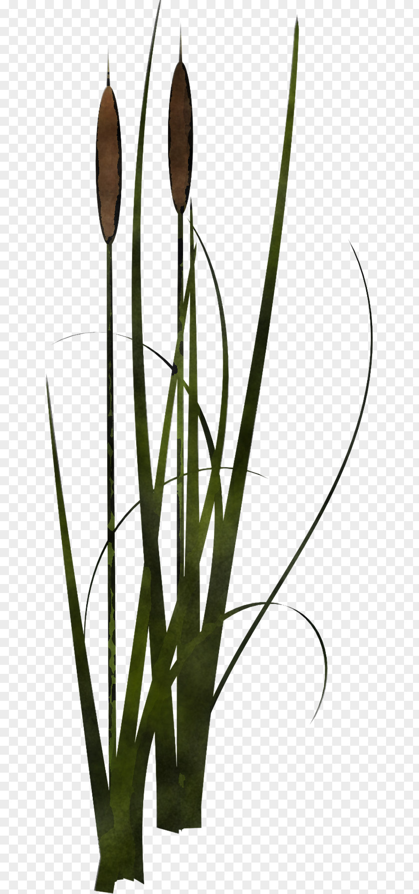 Plant Flower Bulrush Grass Family Stem PNG