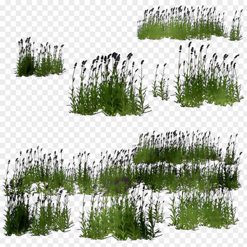 Shrubland Vegetation Biome Conifers Grasses PNG