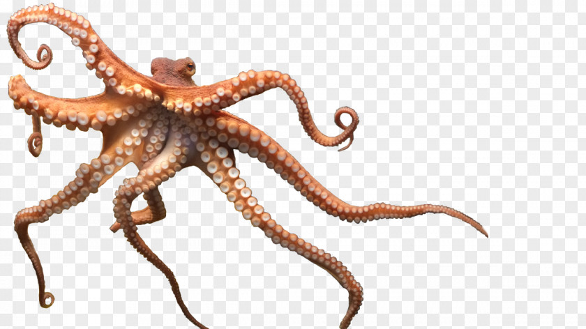Squid Octopus Cephalopod Clip Art PNG
