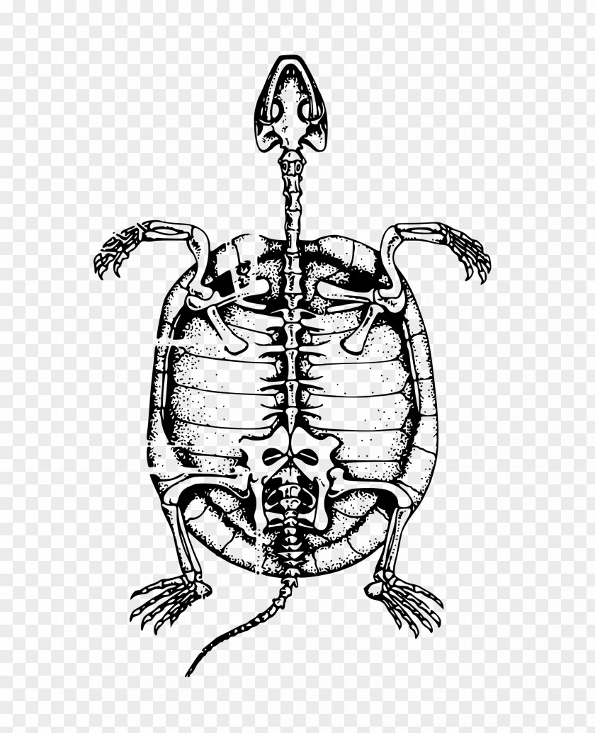 Tortoide Turtle Human Skeleton Bone Clip Art PNG