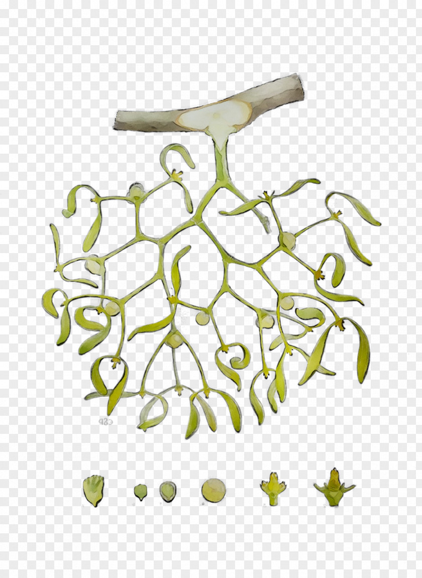 Twig Plant Stem Leaf Flower Product Design PNG