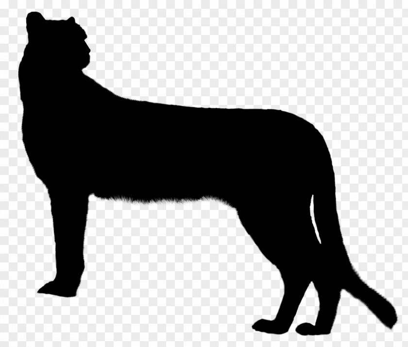 Whiskers Cat Dog Breed Terrestrial Animal PNG