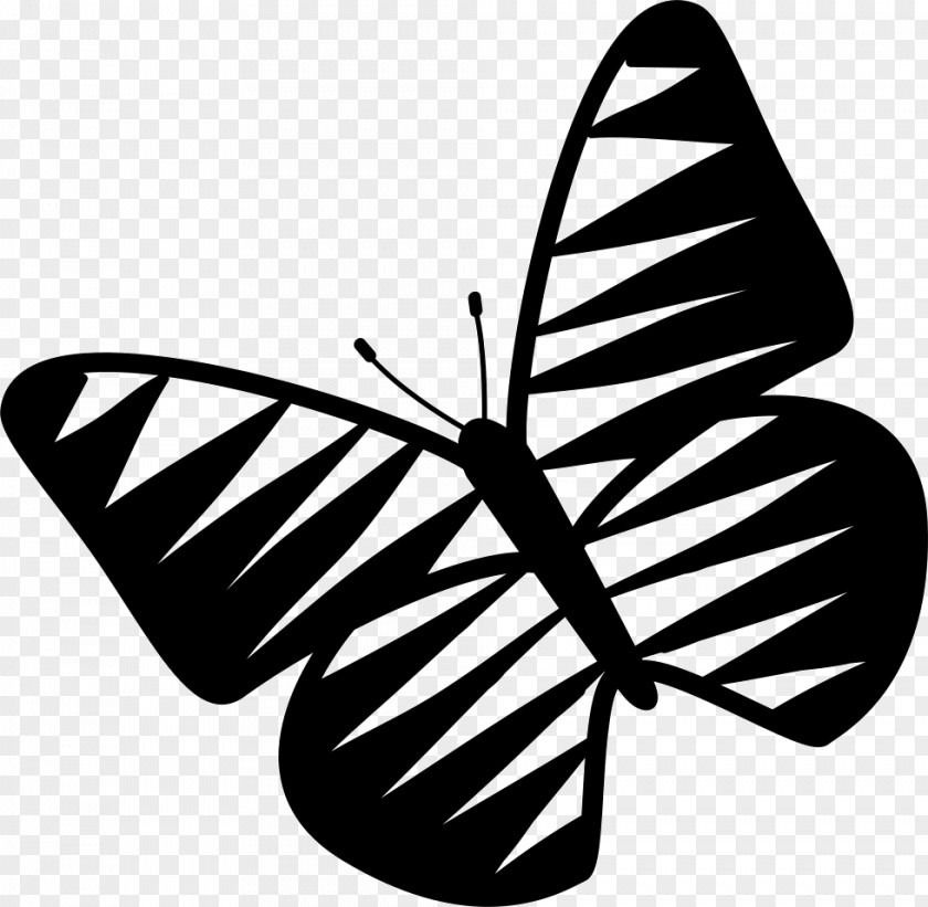 Butterfly Insect Vector Graphics Download PNG