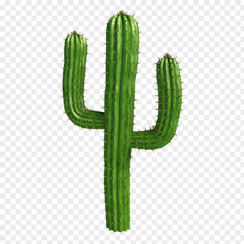 Cactus Green Cactaceae Saguaro Plant Desert Tree PNG