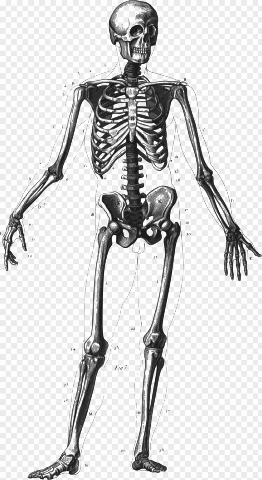 Diagram Clipart The Human Skeleton Body Homo Sapiens Anatomy PNG
