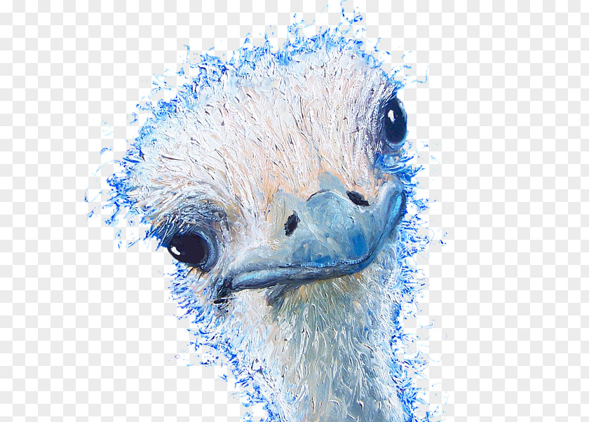 Emu Beak Flightless Bird Ratite Feather PNG