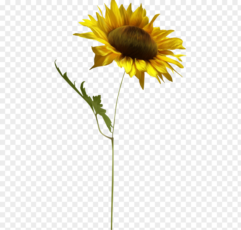 Girasoles Common Sunflower PhotoScape Clip Art PNG