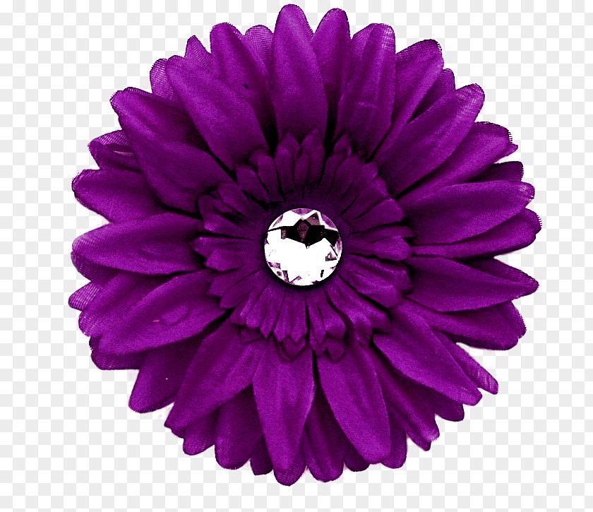 Purple Transvaal Daisy Flower Common Clip Art PNG