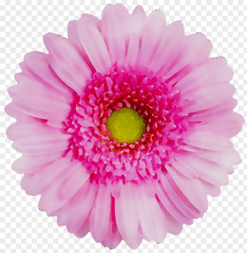 Transvaal Daisy Flower Chrysanthemum Red Yellow PNG