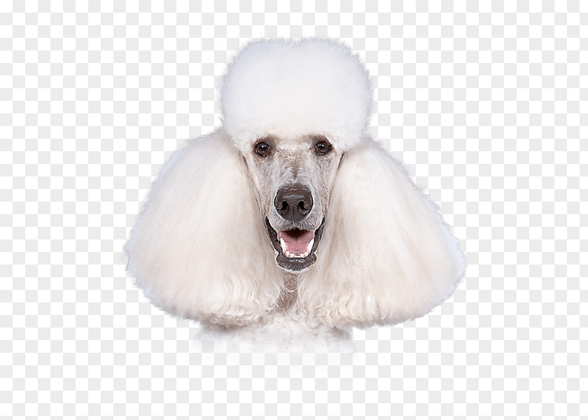 Large Dogs Miniature Poodle Standard Toy Dog Breed PNG