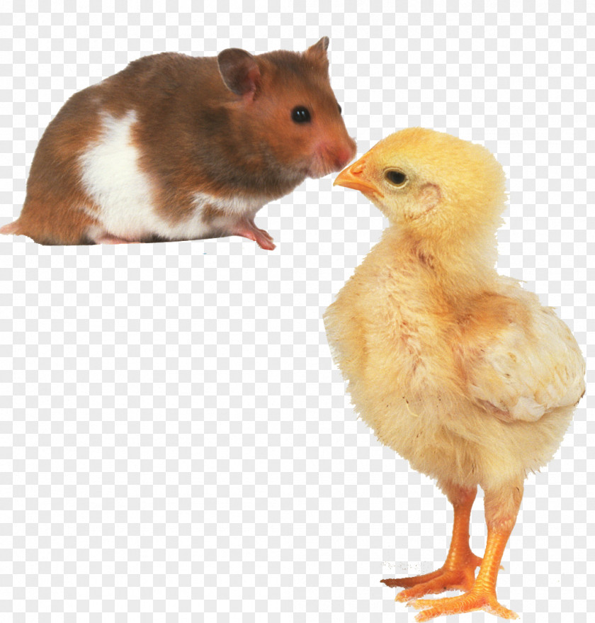 Little Mouse And Chick Hamster Rabbit Photography PNG