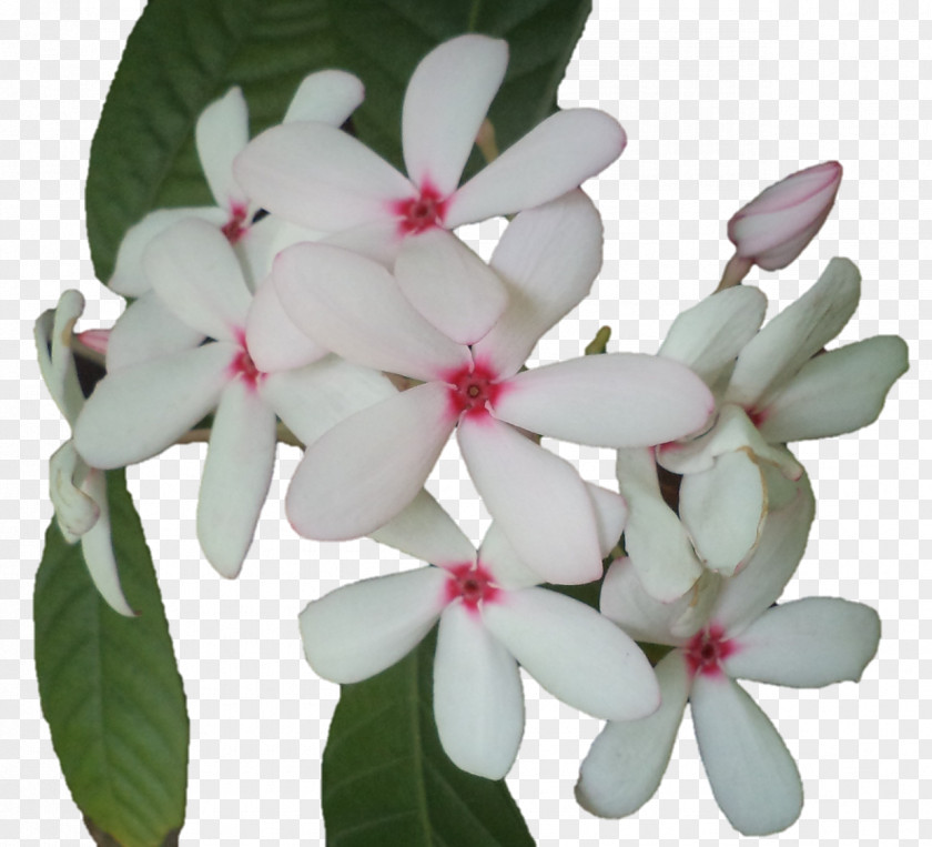 Lord Krishna Flowering Plant Petal PNG