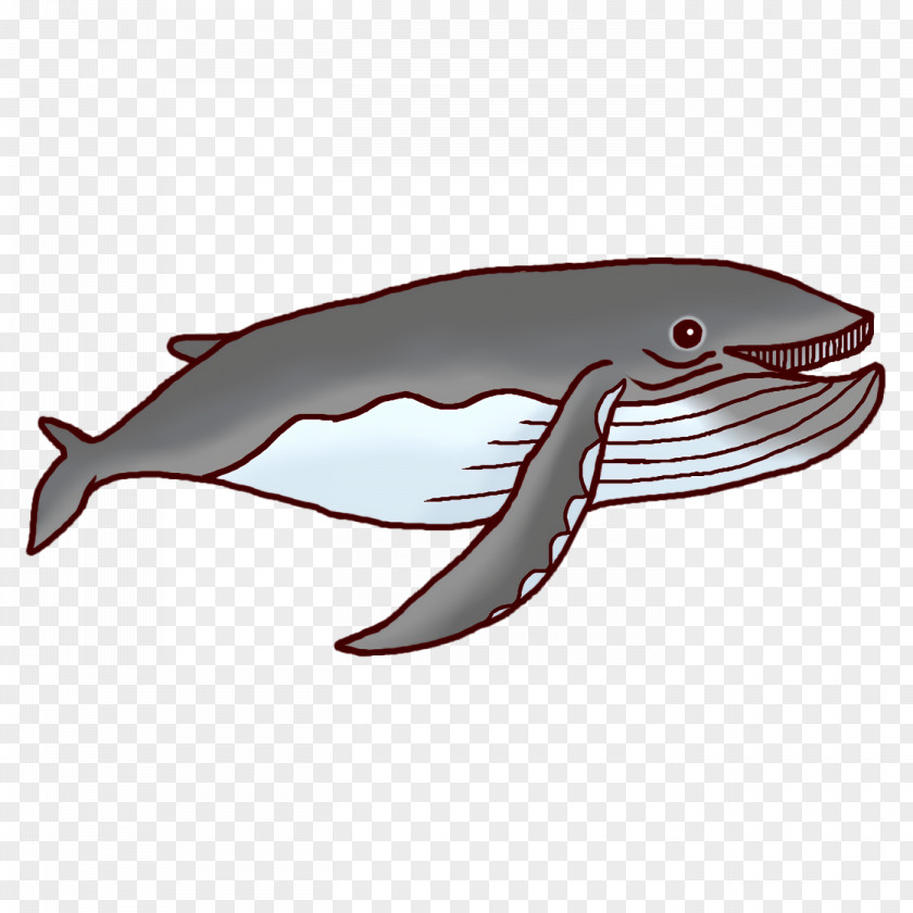 Porpoise Dolphin Fish Font Biology PNG