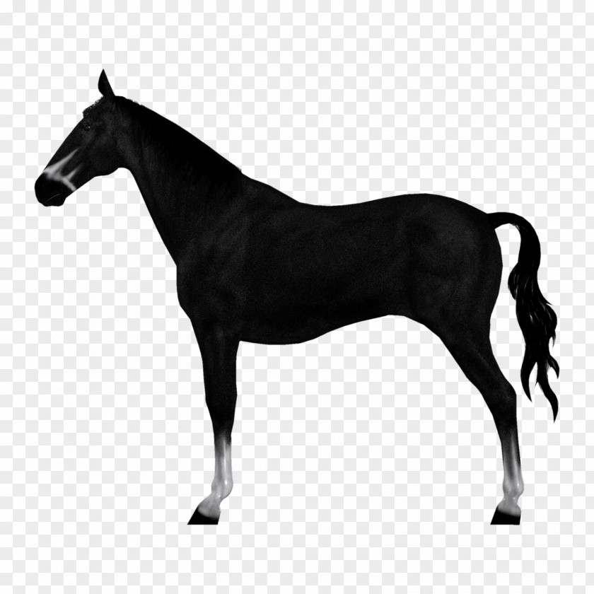 Saw Horses Akhal-Teke Stock Photography PNG