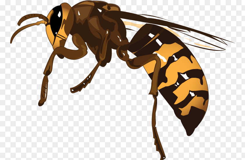Bee Hornet Honey Wasp K2 PNG