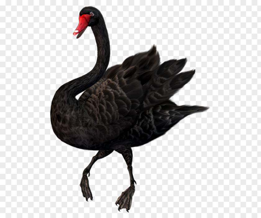 Black Swan Photography Clip Art PNG