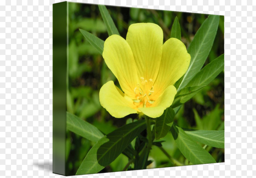 Flower Road Cutleaf Evening Primrose Missouri Narrow-leaved Sundrops Large-flowered Evening-primrose STXA GLB 3000 OV PR EUR PNG