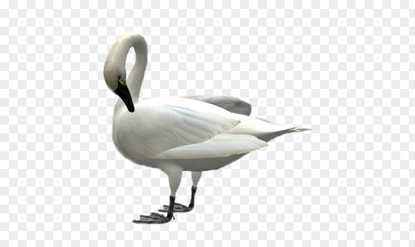 Goose Cygnini Swan Duck Bird PNG
