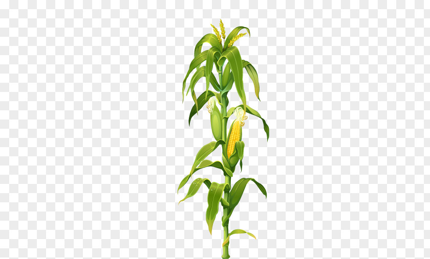 Maize Corn Stalks Picture Leaves On The Cob Plant Drawing Clip Art PNG
