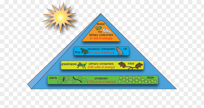 Pyramid 5 Step Energy Flow Ecosystem Ecological Ecology Food Chain PNG