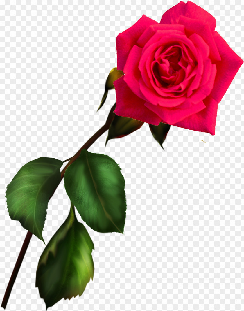 Rose Blue Garden Roses Information Clip Art PNG