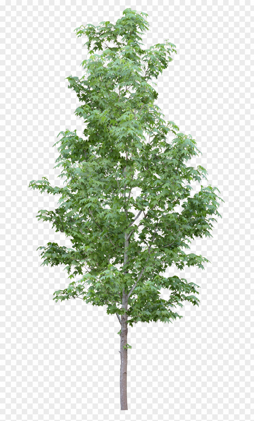 Tree Amelanchier Arborea Branch Lamarckii Shrub PNG