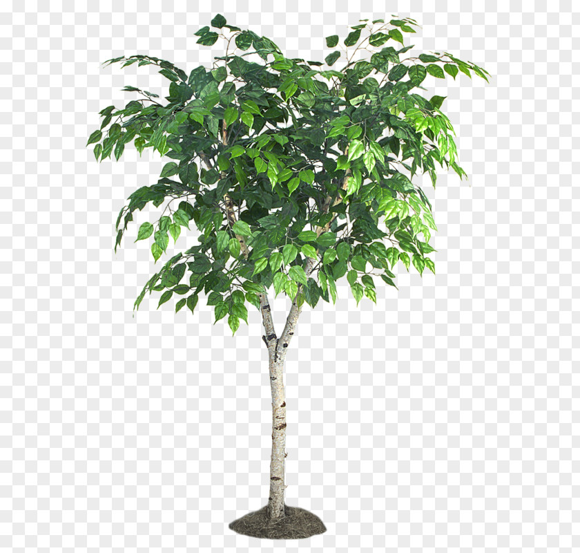 Tree Silver Birch Hirt's Fiddleleaf Fig Ficus Portable Network Graphics Branch PNG