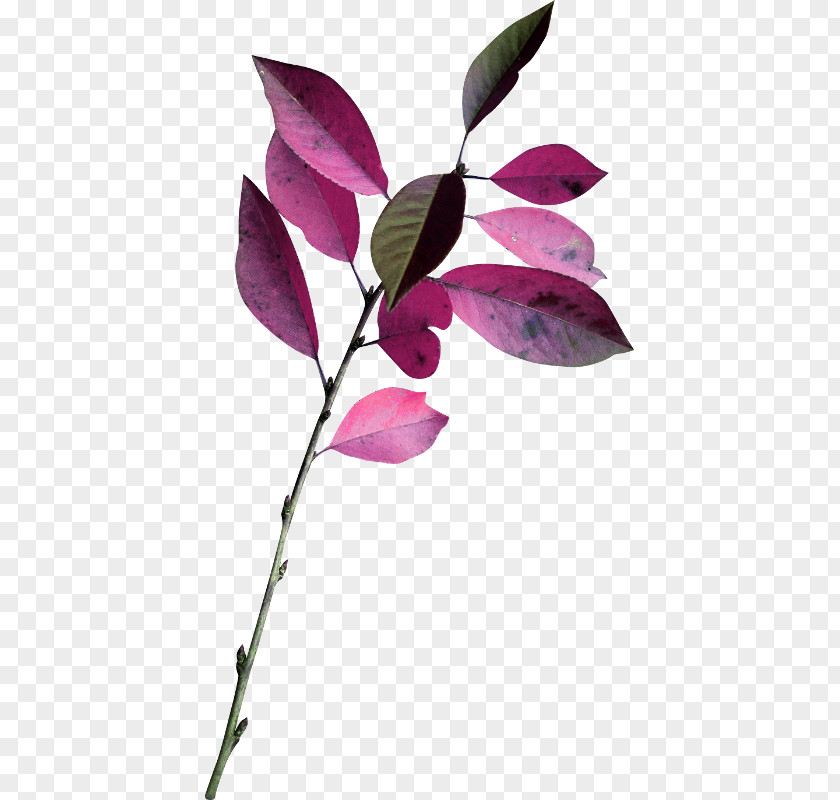 Watercolor Leaves key Leaf Branch Twig Plant Stem PNG