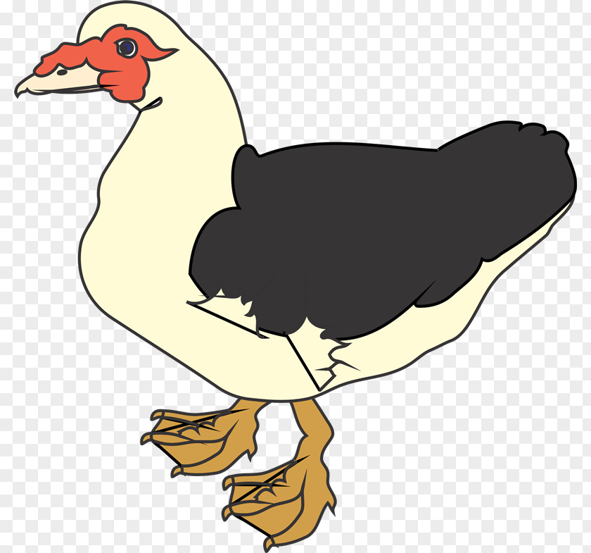 Aves Muscovy Duck Clip Art PNG