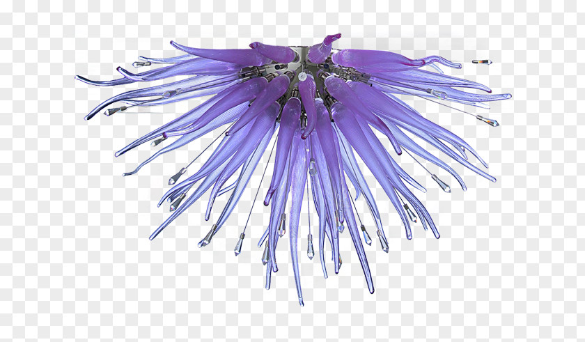Exquisite Pictures Chicory PNG