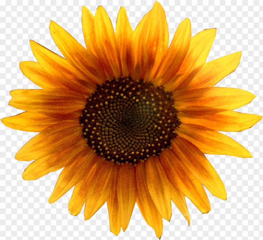 Heritage Lnh Clip Art Image Common Sunflower PNG