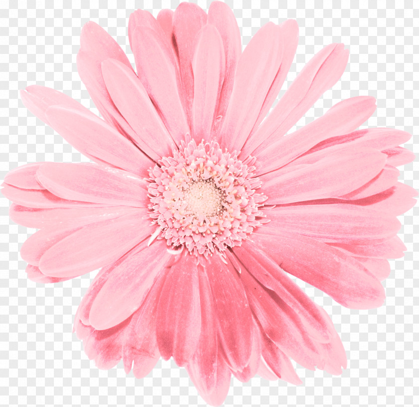 Mystique Cut Flowers Transvaal Daisy Chrysanthemum Family PNG