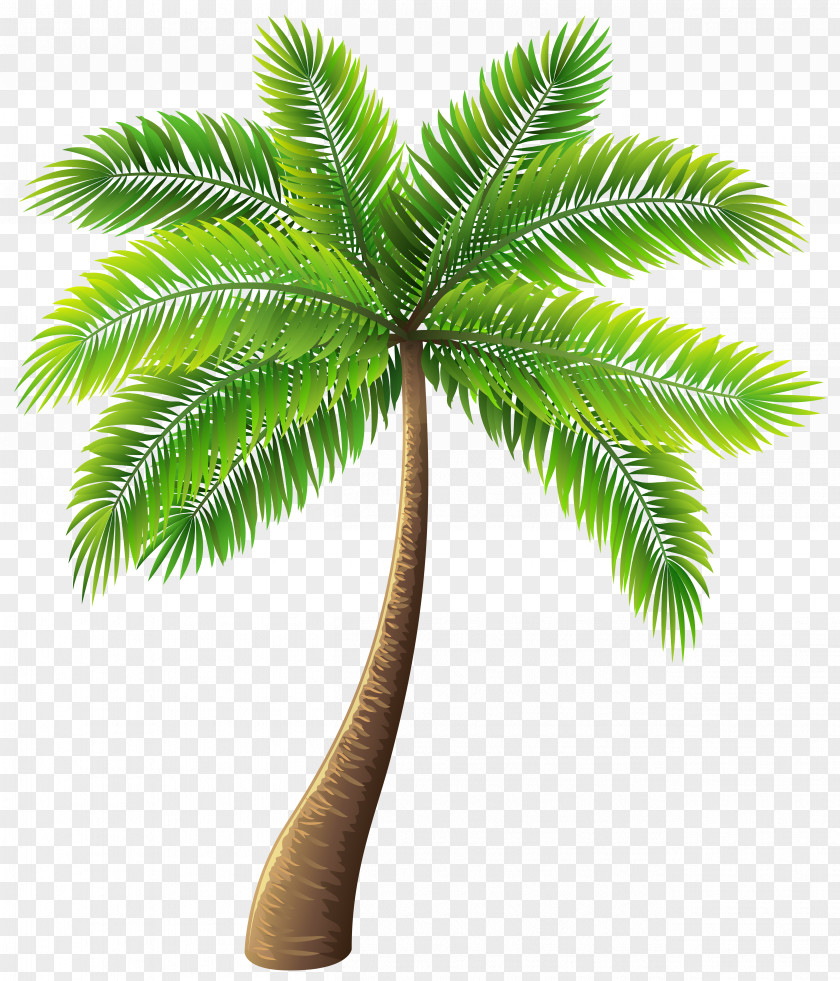 Palm Tree Archontophoenix Alexandrae Clip Art PNG