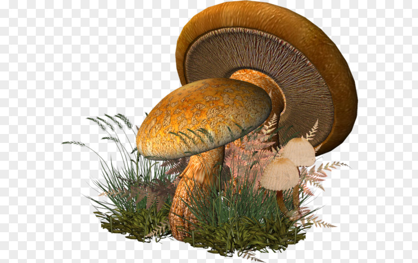 Champignon Fungus Clip Art PNG