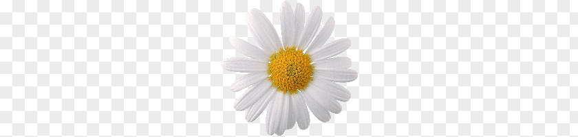 Daisy PNG clipart PNG