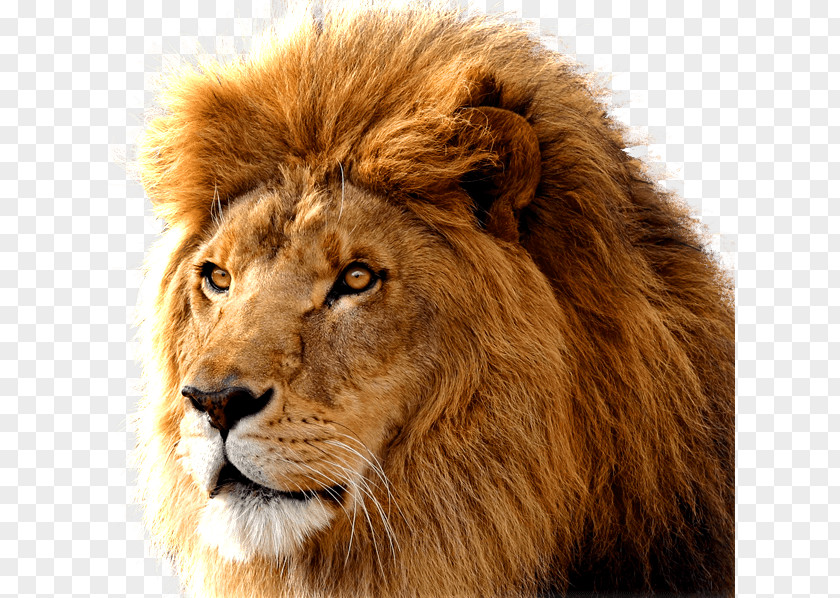 Lion Image Download Picture Lions Mac OS X Macintosh MacBook Pro MacOS PNG