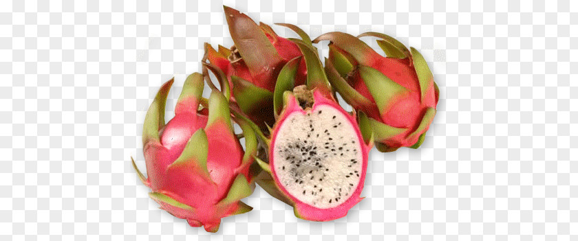 Pitaya South America Fruit .com PNG