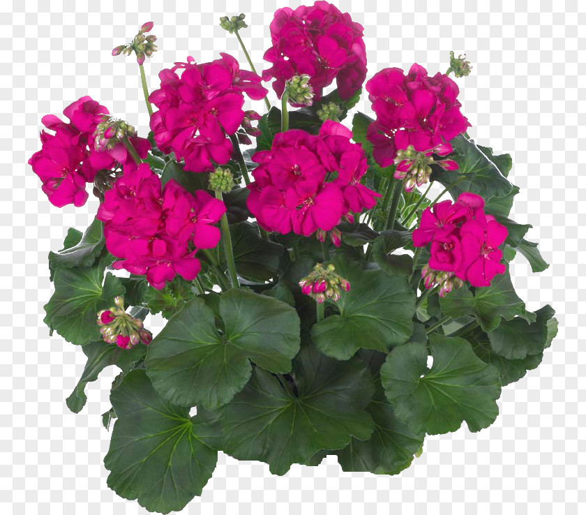 Plant Geraniums Flower Pelargonium Zonale Geranium Macrorrhizum PNG