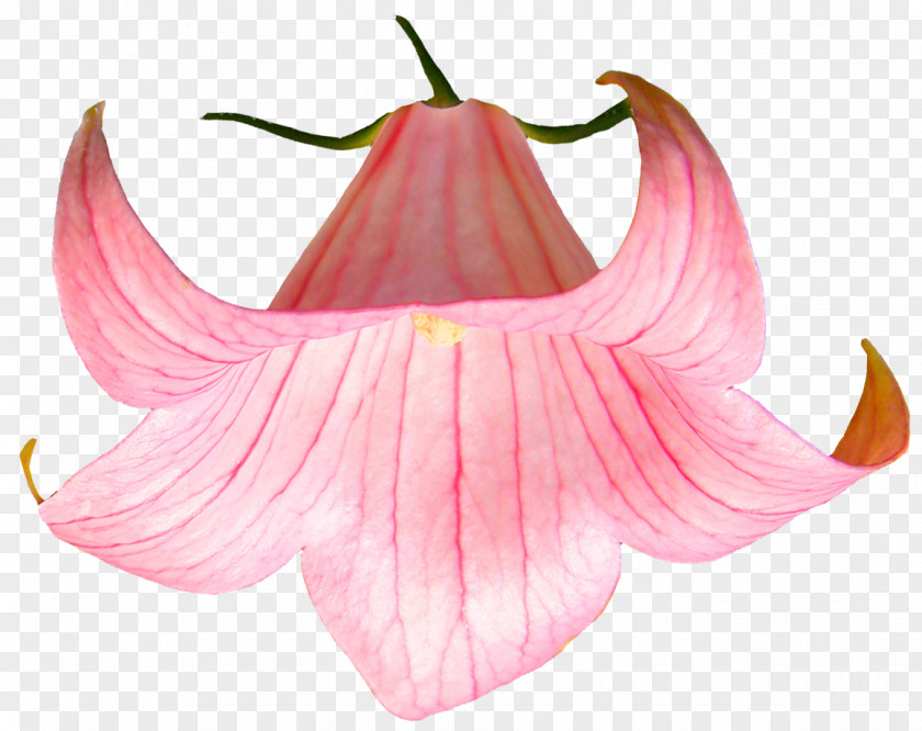 Plants Flower Desktop Wallpaper Clip Art PNG