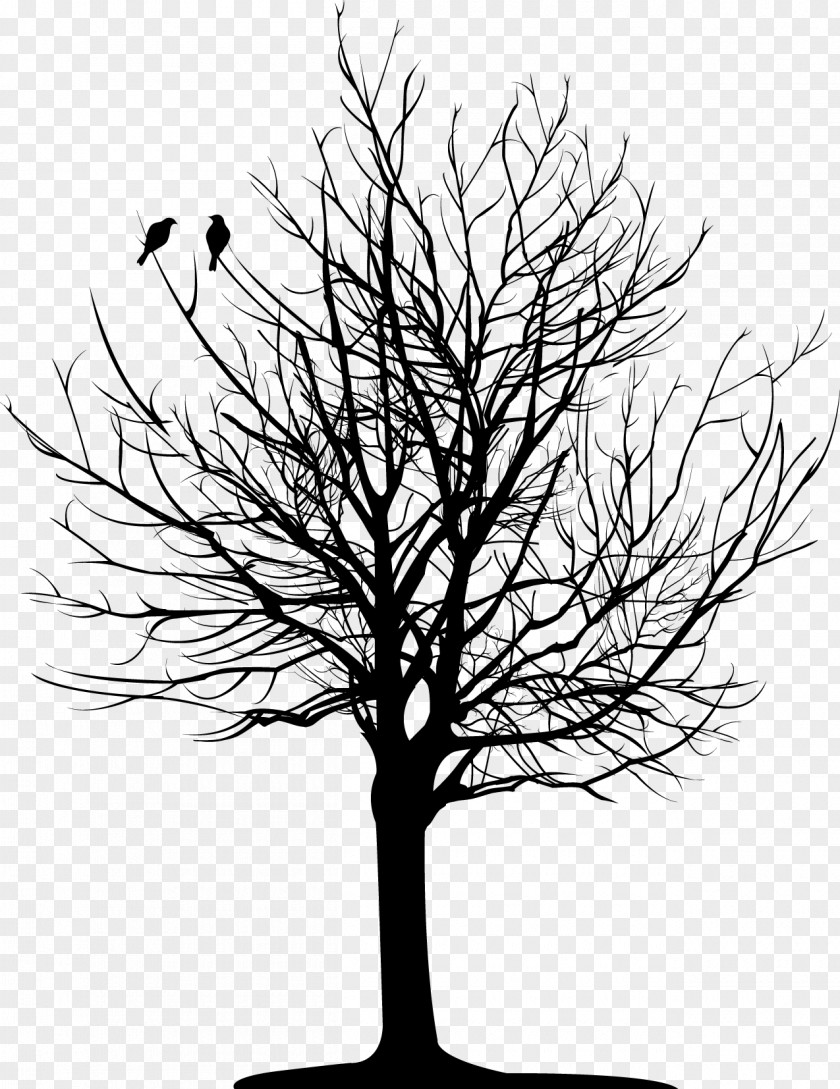 Willow Vector Tree Branch Drawing PNG