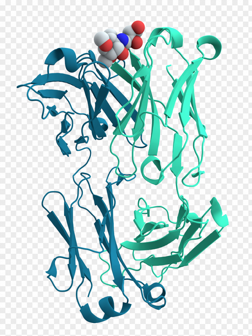 Chain Protein Cell Antibody Biology Antigen PNG