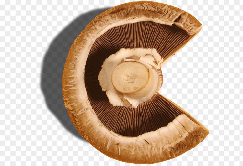 Design Agaricus Edible Mushroom PNG