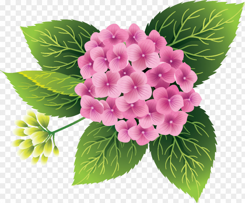 Flower Bouquet Hydrangea Clip Art PNG