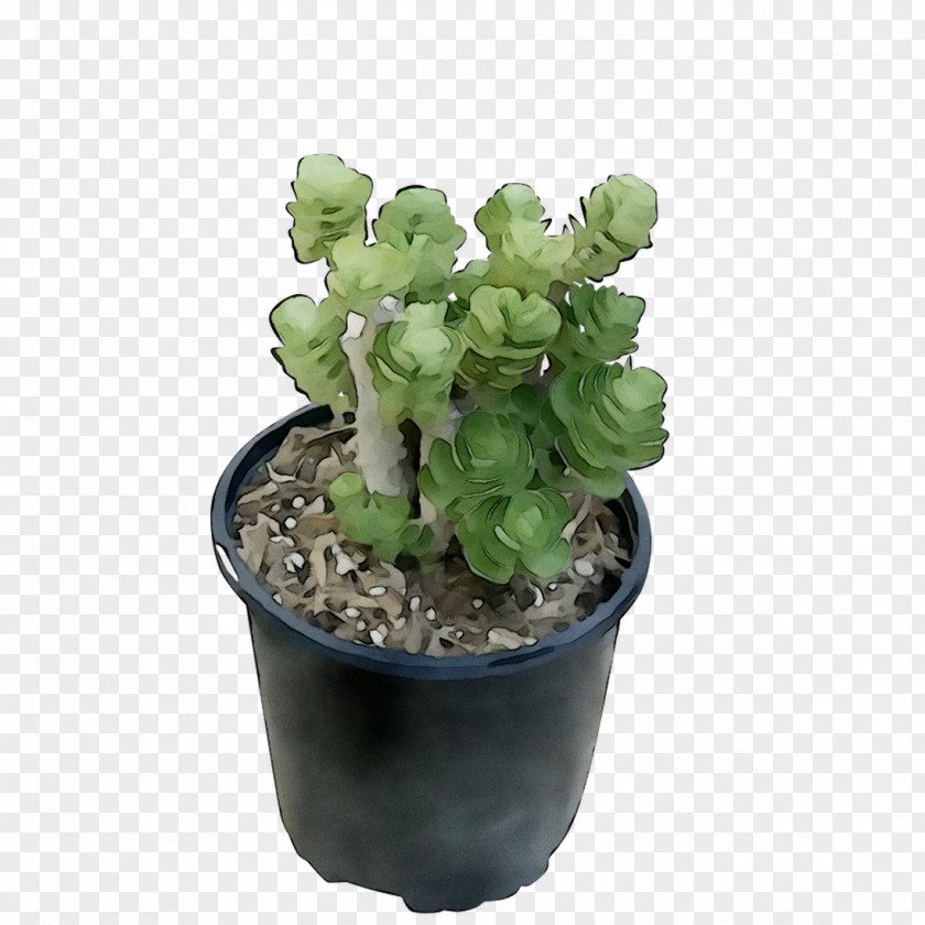Flowerpot Echeveria Houseplant Succulent Plant Cactus PNG